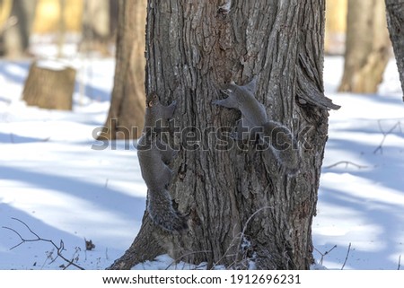 Eastern grey squirrel - mating squirrels. 