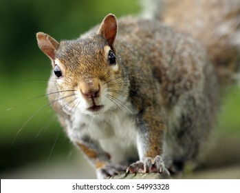 Eastern Grey Squirrel On The Fence