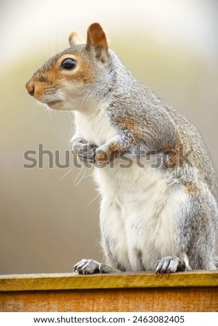 Similar – Image, Stock Photo close up of hungry gray squirrel