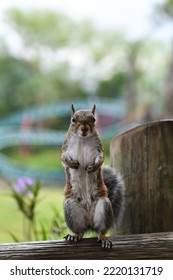 Eastern Grey Squirrel Posing, Florida USA 