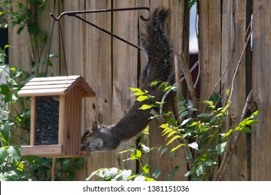 Cute Gray Squirrel Bird Feeder Images Stock Photos Vectors