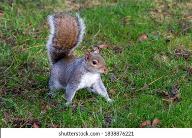 Eastern grey squirrel, Sciurus carolinensis, foraging in the autumn leaves - Powered by Shutterstock