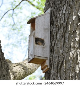 Eastern grey squirrel (Sciurus carolinensis) peering out of a 