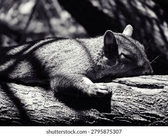 Eastern grey squirrel, Sciurus carolinensis, resting on a log under shadows in Cape Town, South Africa