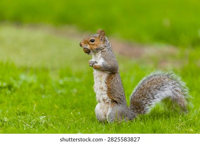Eastern grey squirrel Sciurus carolinensis, introduced species, adult standing on grass with acorn in mouth, Suffolk, England, October