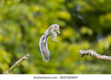 Eastern grey squirrel Sciurus carolinensis, introduced species, adult jumping between branches, Suffolk, England, October