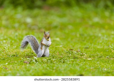 Eastern grey squirrel Sciurus carolinensis, introduced species, adult standing on grass with acorn in mouth, Suffolk, England, September