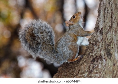 Eastern Grey Squirrel (Sciurus Carolinensis)