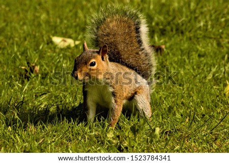 Similar – curious gray squirrel looking at camera