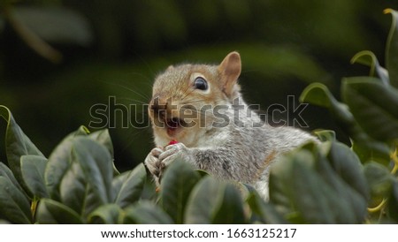 An Eastern Grey Squirrel (Sciurus carolinensis) with its mouth open, eating a berry.