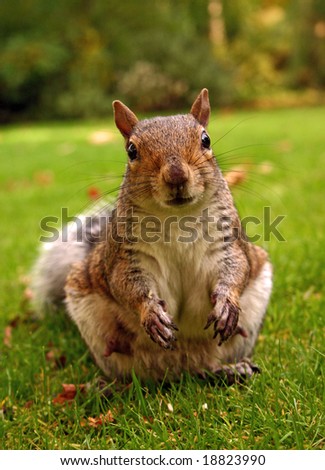 Similar – Image, Stock Photo closeup of grey squirrel face