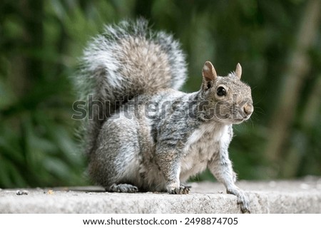 The Eastern Grey Squirrel (Sciurus carolinensis)