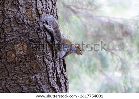 Eastern Grey squirrel "Sciurus carolinensis" climbing trunk of tree in park. Wild animal head and body isolated against blurred background. Dublin, Ireland