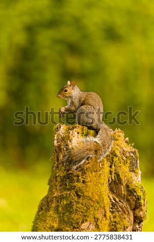 Eastern grey squirrel Sciurus carolinensis, introduced species, adult standing on stump, Suffolk, England, June