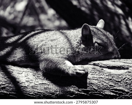 Eastern grey squirrel, Sciurus carolinensis, resting on a log under shadows in Cape Town, South Africa