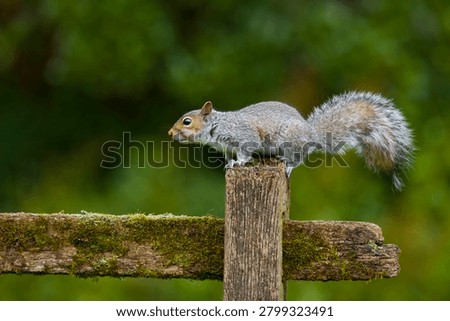 Eastern grey squirrel Sciurus carolinensis, introduced species, adult standing on fence post, Suffolk, England, June