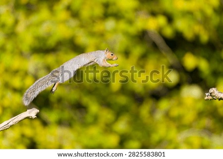 Eastern grey squirrel Sciurus carolinensis, introduced species, adult jumping between branches, Suffolk, England, October