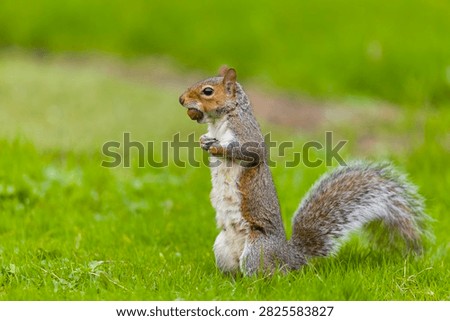 Eastern grey squirrel Sciurus carolinensis, introduced species, adult standing on grass with acorn in mouth, Suffolk, England, October