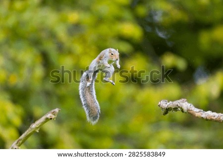 Eastern grey squirrel Sciurus carolinensis, introduced species, adult jumping between branches, Suffolk, England, October