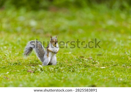 Eastern grey squirrel Sciurus carolinensis, introduced species, adult standing on grass with acorn in mouth, Suffolk, England, September