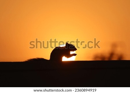 Eastern grey squirrel at sunset 