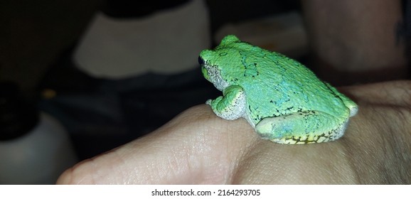 Eastern Grey Tree Frog Perching