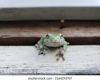 Eastern Grey Tree Frog Perching