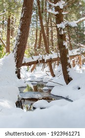 Eastern Hemlock Along Tubb Run