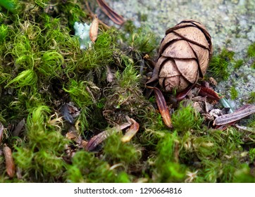 Eastern Hemlock Cone