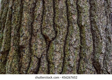 Eastern Hemlock Tree