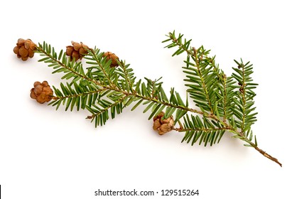 Eastern Hemlock (Tsuga Canadensis)