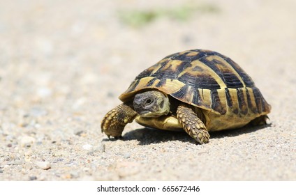 Eastern Hermann's tortoise, European terrestrial turtle, Testudo hermanni boettgeri - Shutterstock ID 665672446