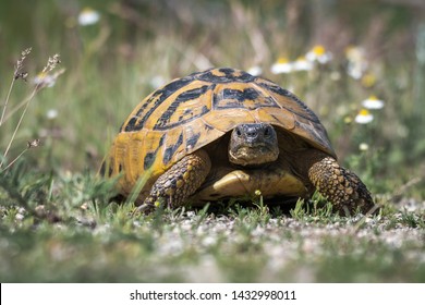 Eastern Hermann's tortoise - Testudo hermanni boettgeri. Hermann's tortoises are small to medium-sized tortoises from southern Europe. - Shutterstock ID 1432998011