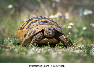Eastern Hermann's tortoise - Testudo hermanni boettgeri. Hermann's tortoises are small to medium-sized tortoises from southern Europe. - Shutterstock ID 1432998017