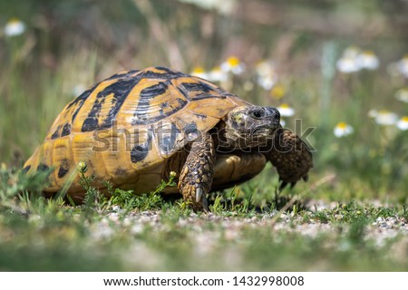 Eastern Hermann's tortoise - Testudo hermanni boettgeri. Hermann's tortoises are small to medium-sized tortoises from southern Europe.