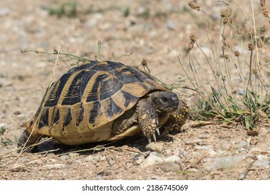 Eastern Hermann's Tortoise Walking On Arid Ground