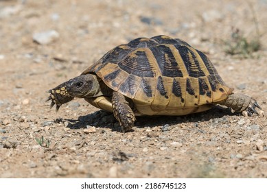 Eastern Hermann's Tortoise Walking On Arid Ground