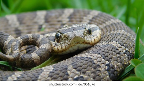 Eastern Hog Nose Snake