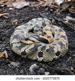 Eastern Hognose Snake