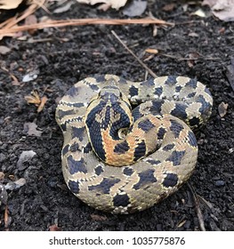 Eastern Hognose Snake