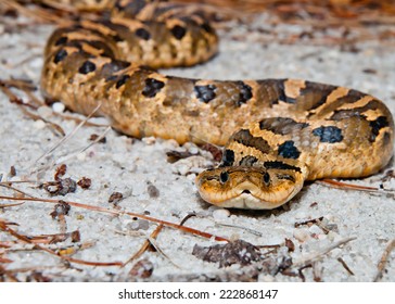 Eastern Hognose Snake