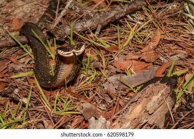 Eastern Hognose Snake