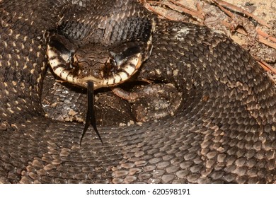 Eastern Hognose Snake