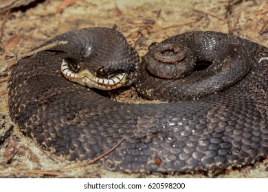 Eastern Hognose Snake