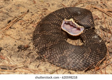 Eastern Hognose Snake