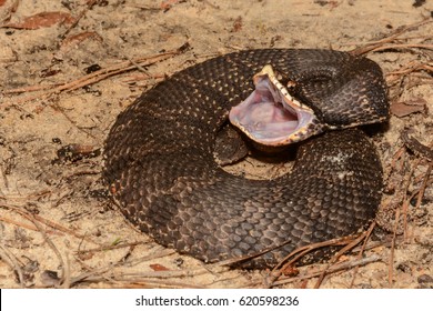 Eastern Hognose Snake