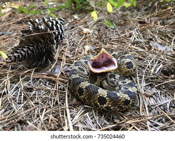 Eastern Hognose Snake