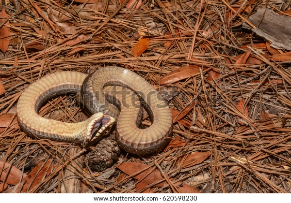 Eastern Hognose Snake Playing Dead Stock Photo Edit Now 620598230