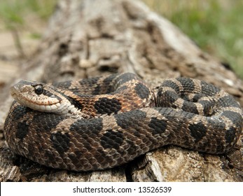 Eastern Hog-nosed Snake