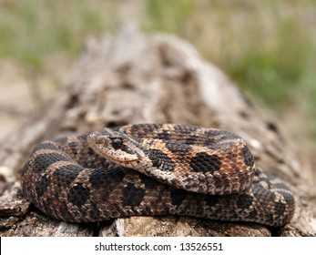 Eastern Hog-nosed Snake